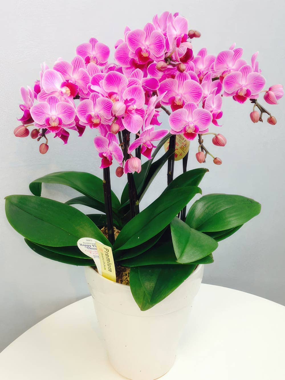 ミディ寄せ鉢 6号5本立ち