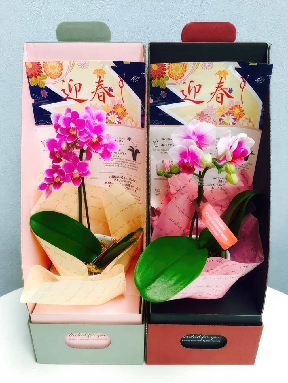 ミディ胡蝶蘭 2本立ち(テーブルボックス入り)